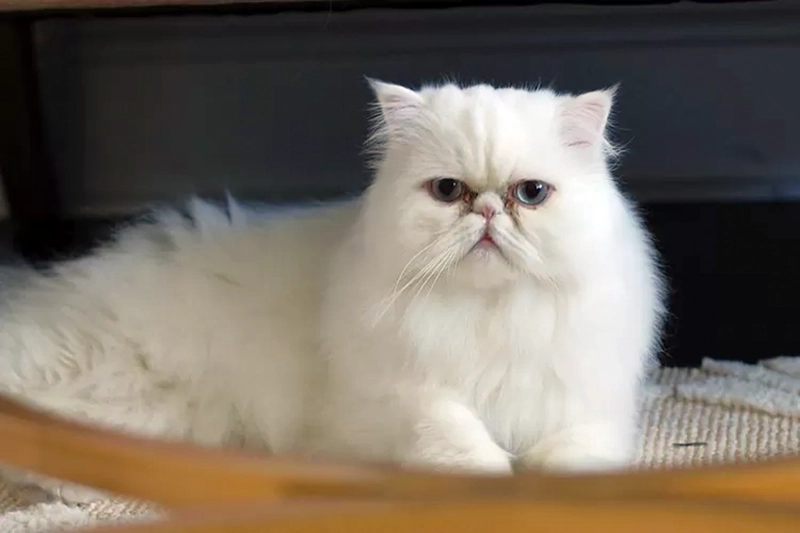 9 Cara Mudah Merawat Kucing Persia Untuk Pemula