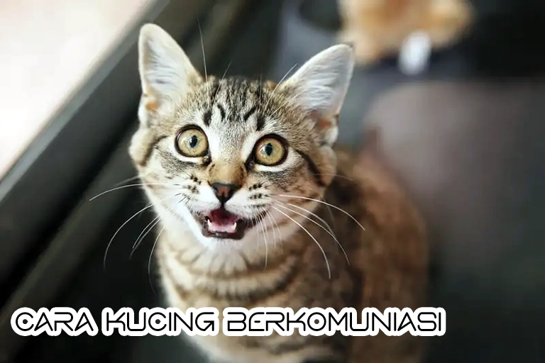 Cara-Cara Kucing Berkomunikasi