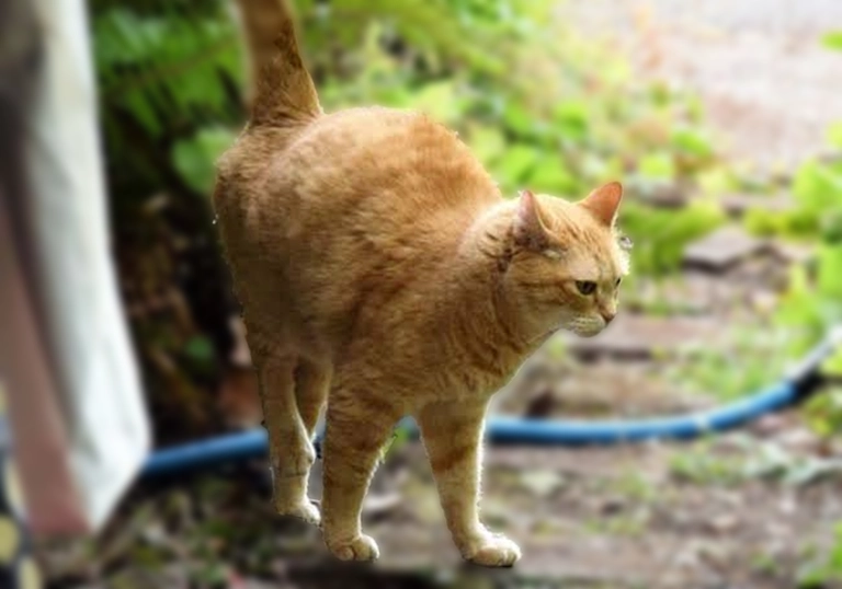 Daerah Teritorial Kucing