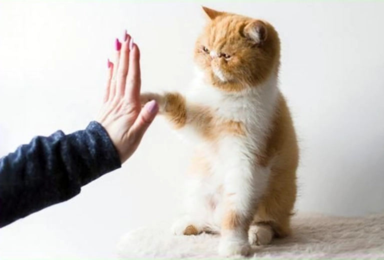 Belajar Menjadi Kucing