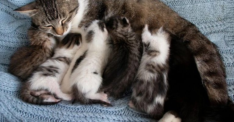 Lama Kucing Anak Bersama Induk - Panduan Perawatan Kucing