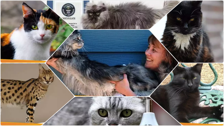 7 Kucing Pemecah Rekor Dunia