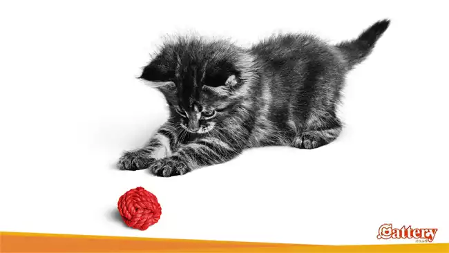 8 Hal yang Harus Dilakukan Setelah Mengadopsi Kucing