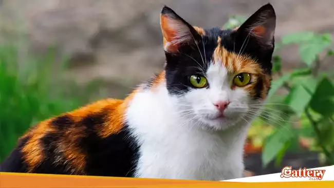 Calico kucing Terkaya