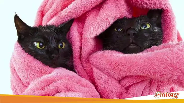 Cara Merawat kucing Bombay