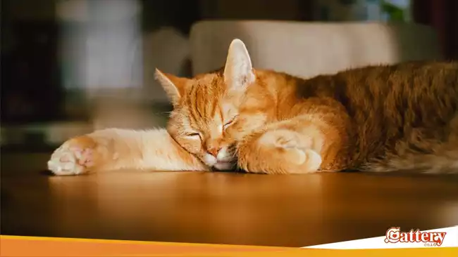 Cara Mereka Beristirahat kucing besar dan domestik