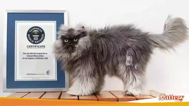 Colonel Meow Bulu Kucing Terpanjang