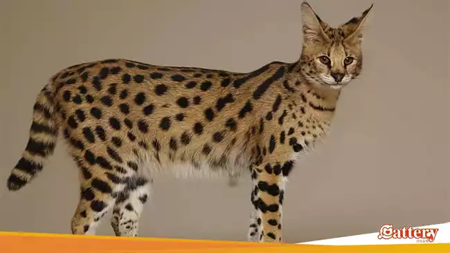 Kucing Tertinggi - Savannah