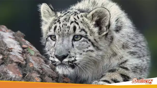 Snow Leopard sedang mencium daerah sekitarnya