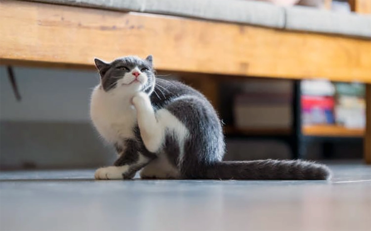 10 Tanda Kucing Terkena Kutu