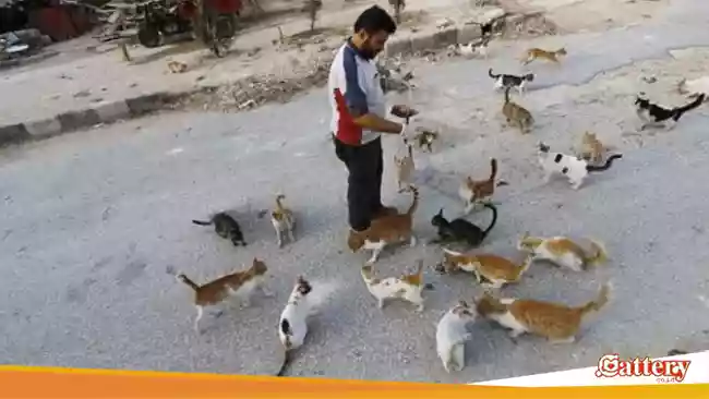 Alaa Memberi Makan Kucing Terlantar