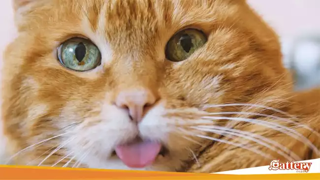 Bagaimana ya Reaksi Kucing Melihat Video yang sedang Tren?