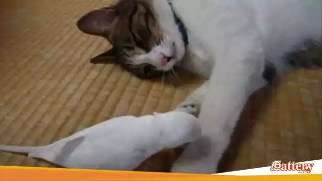 Burung Kecil Pengganggu Tidur Kucing