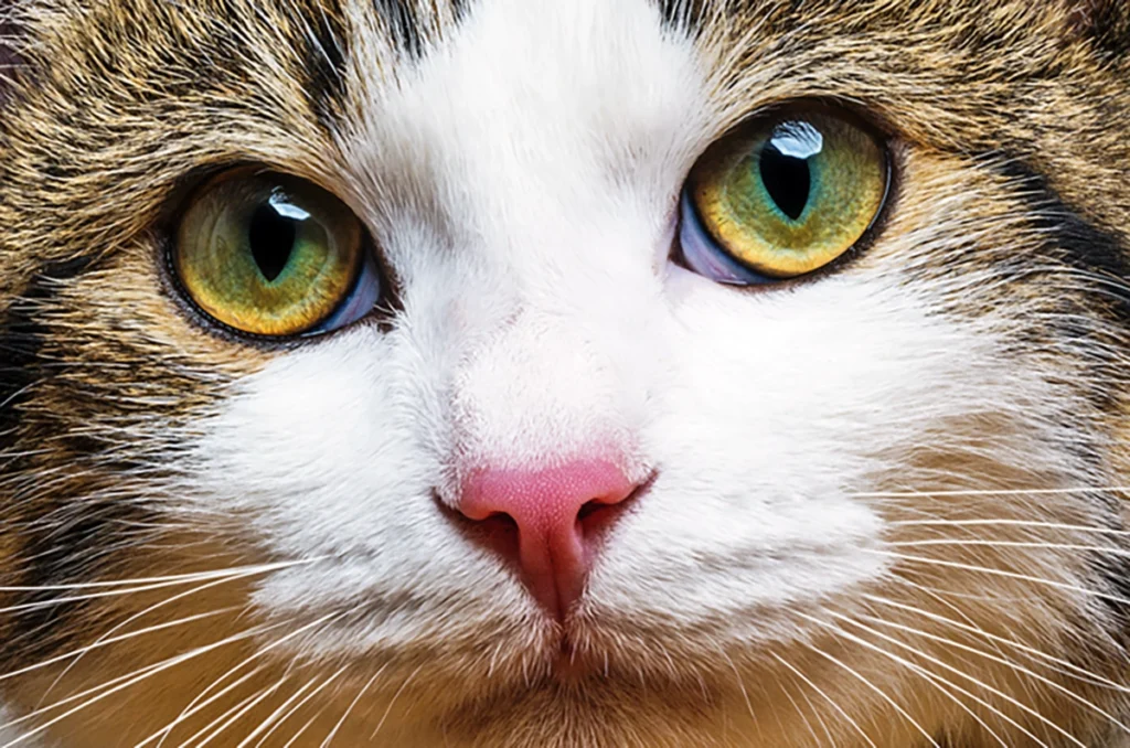 Contoh mata kucing yang sehat