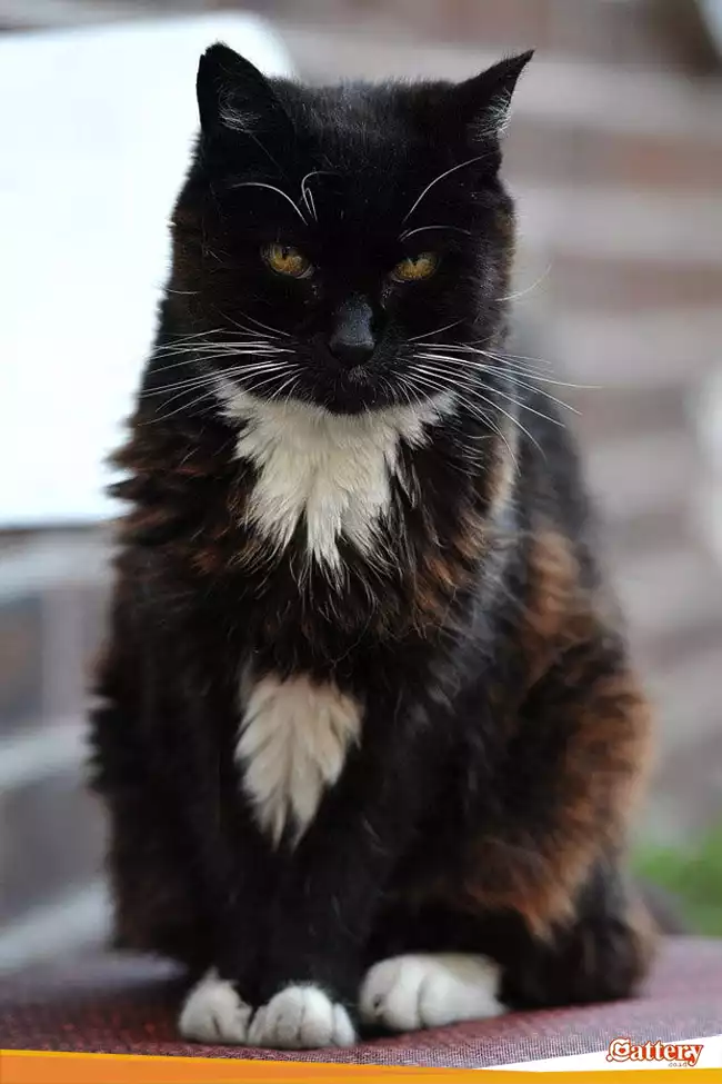 Kucing Tertua