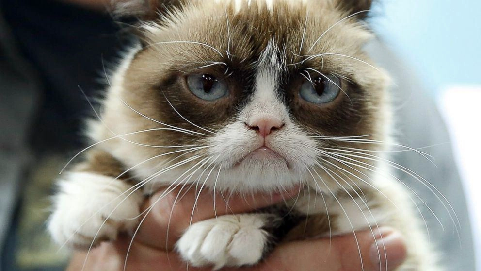 Grumpy Cat akan Diabadikan