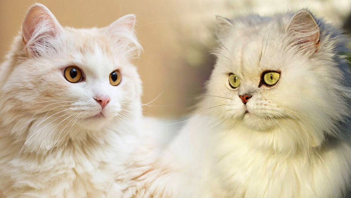 Kucing Himalayan- Segala yang Perlu Anda Ketahui