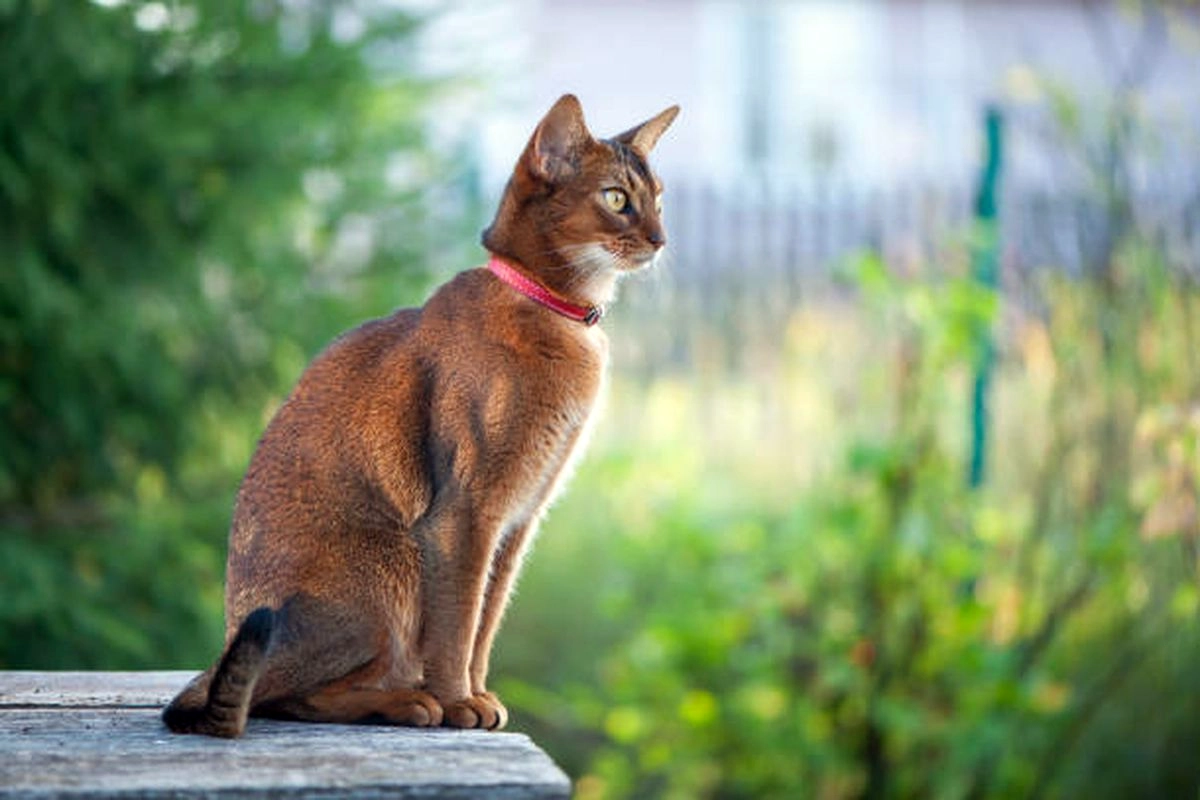 Kucing Pintar Top 6- Fakta Unik yang Mengejutkan!