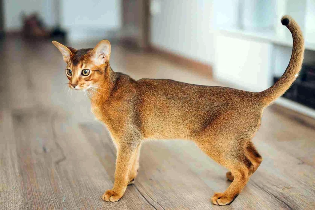 Kucing Abyssinian
