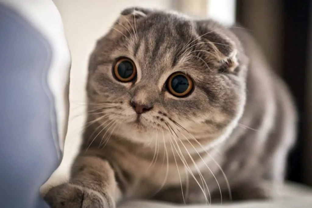 Kucing Pintar Top 6 - Kucing Scottish Fold