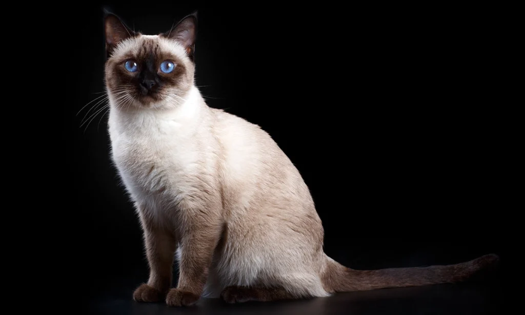 Kucing Pintar Top 6 - Kucing Siamese