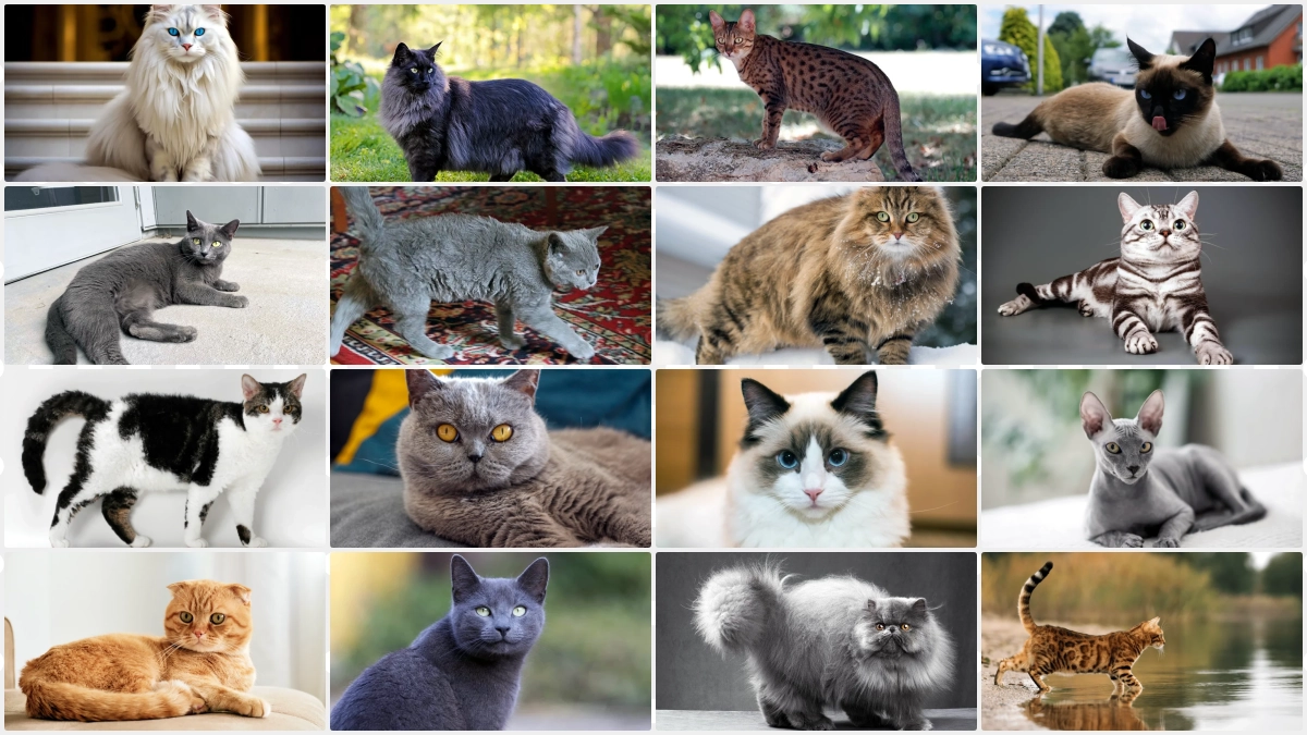 Kucing Termahal di Dunia
