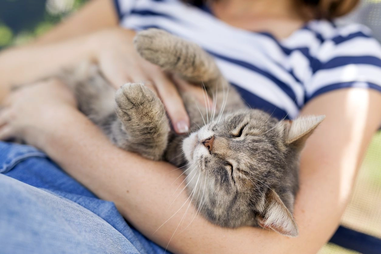 Menemukan Tempat Mengelus Kucing- Panduan Terbaik