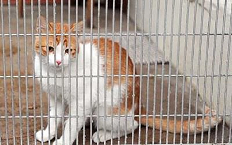 Cara Mudah Basmi Jamurringworm Pada Kucing