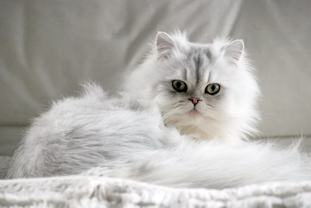 Kucing Persia setelah selesai mandi