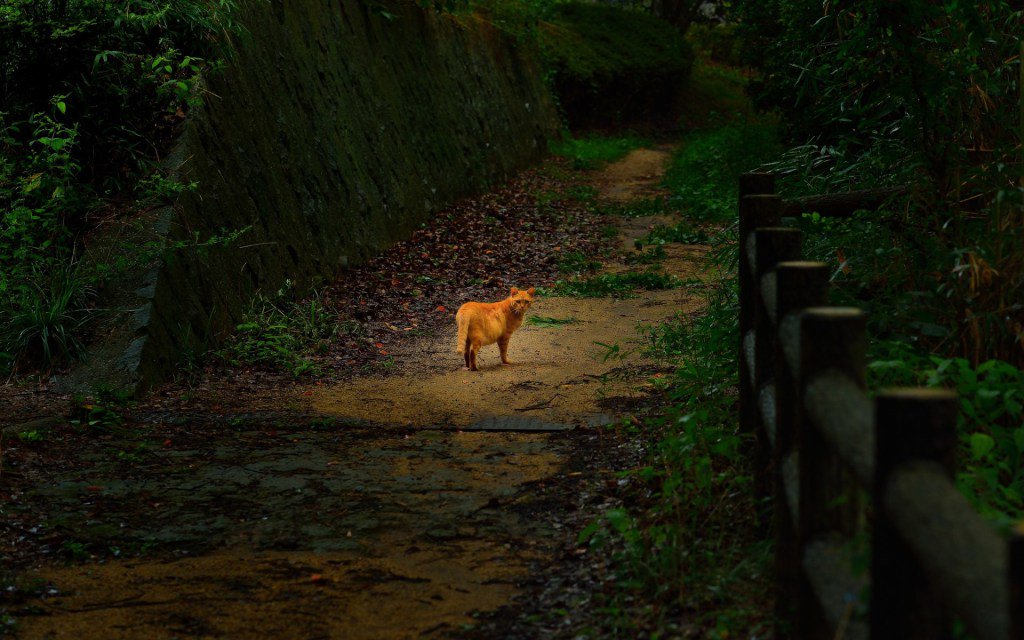 Mengenang Kucing Tiada